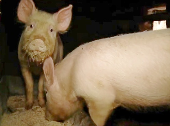 свиньи.jpg свиньи.jpg