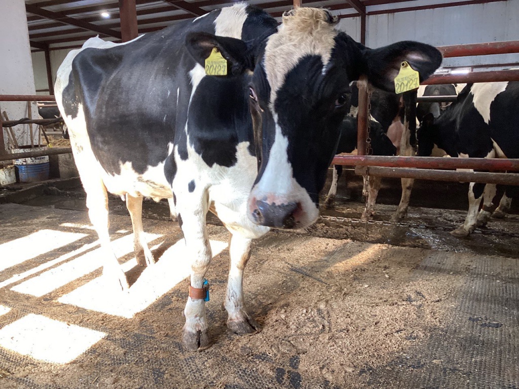 буренка.jpg буренка.jpg