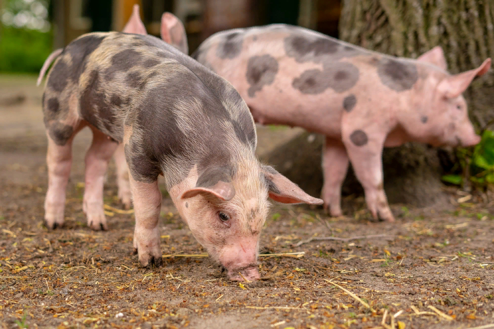 closeup-shot-of-three-domesticated-pigs.jpg