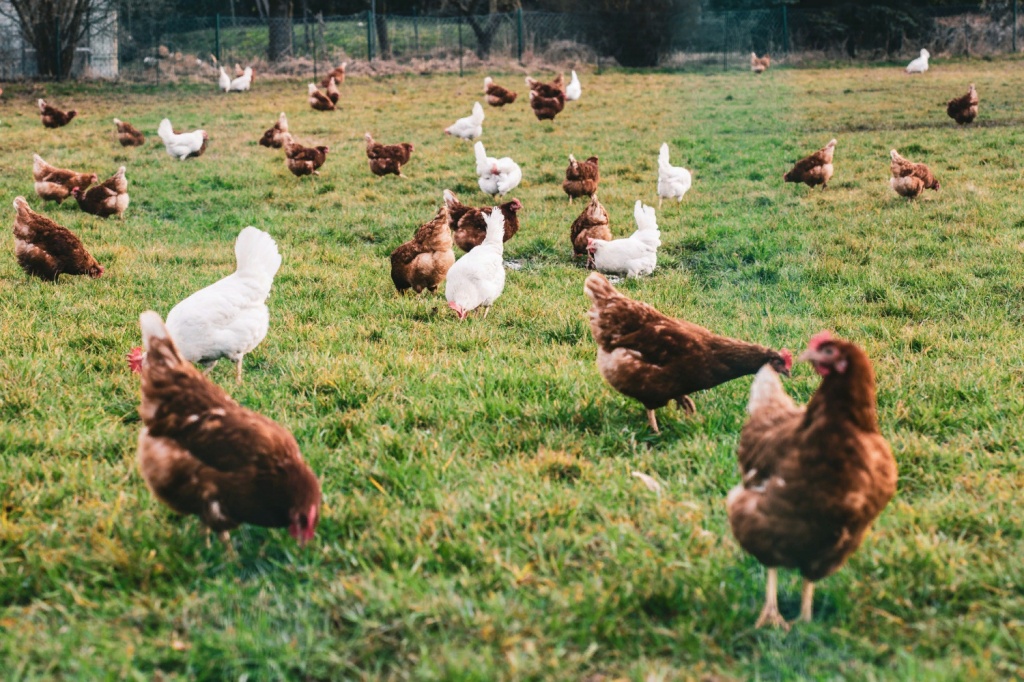 white-and-brown-chickens-in-the-fields-during-the-daytime.jpg