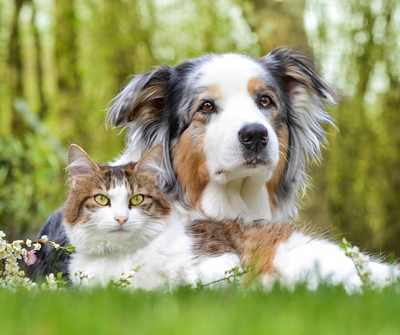 кот и пес.jpg просто.jpg