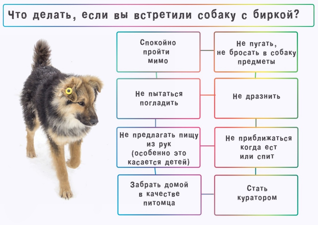 Собака с желтой биркой.jpg Собака с желтой биркой.jpg