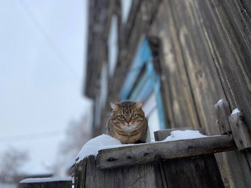 кот деревня.jpg кот деревня.jpg