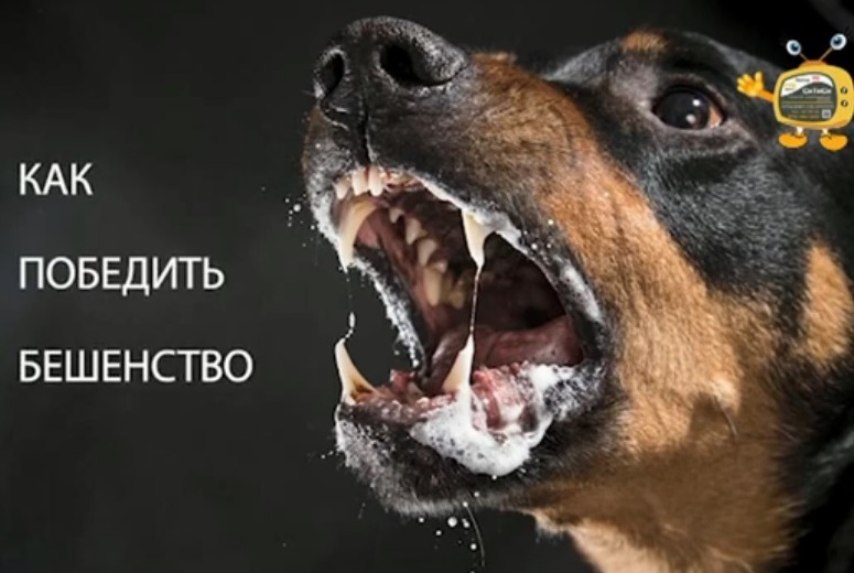 как победить бешенство.jpg