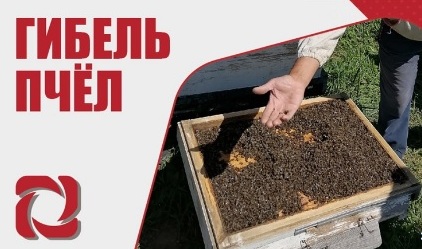 гибель пчел.jpg
