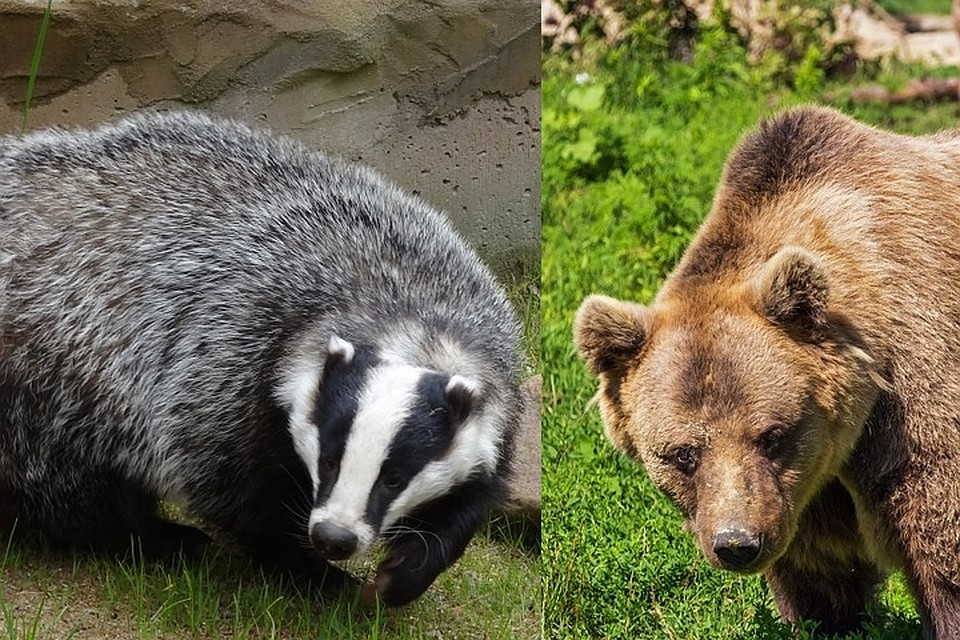 медведь и барсук.jpg